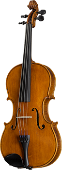 Viola